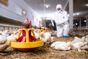El Colegio de Veterinarios de Valladolid hace un llamamiento a la tranquilidad de los consumidores y a reforzar las medidas de bioseguridad en las explotaciones avícolas