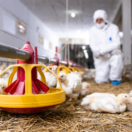 El Colegio de Veterinarios de Valladolid hace un llamamiento a la tranquilidad de los consumidores y a reforzar las medidas de bioseguridad en las explotaciones avícolas