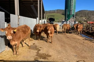 ASAJA reclama el cierre inmediato de las importaciones de carne de Brasil tras las alertas por el uso de sustancias prohibidas en la UE