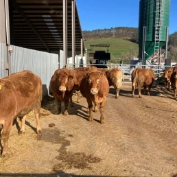 ASAJA reclama el cierre inmediato de las importaciones de carne de Brasil tras las alertas por el uso de sustancias prohibidas en la UE