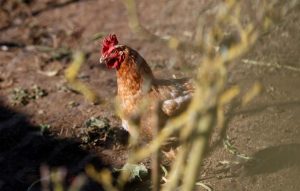Valladolid suma casi 1.100.000 aves afectadas con enfermedad de Newcastle