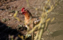 Valladolid suma casi 1.100.000 aves afectadas con enfermedad de Newcastle