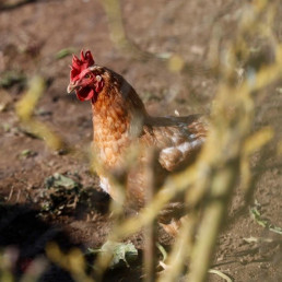 Valladolid suma casi 1.100.000 aves afectadas con enfermedad de Newcastle