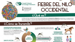 El CVCV llama a los veterinarios a estar alerta ante posibles síntomas de la Fiebre del Nilo en équidos