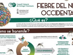 El CVCV llama a los veterinarios a estar alerta ante posibles síntomas de la Fiebre del Nilo en équidos