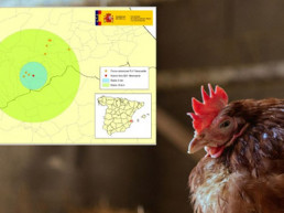 Agricultura adopta medidas de protección frente a la enfermedad de Newcastle en la Comunitat