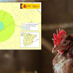 Agricultura adopta medidas de protección frente a la enfermedad de Newcastle en la Comunitat
