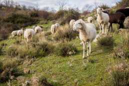 ASAJA Extremadura muestra su satisfacción por las medidas adoptadas por la Consejería de Agricultura frente a la lengua azul