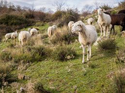 ASAJA Extremadura muestra su satisfacción por las medidas adoptadas por la Consejería de Agricultura frente a la lengua azul