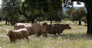 ASAJA-Sevilla teme que la estrategia ganadera de a la UE encabecerá la carne