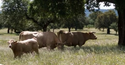 ASAJA-Sevilla teme que la estrategia ganadera de a la UE encabecerá la carne
