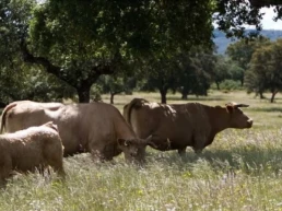 ASAJA-Sevilla teme que la estrategia ganadera de a la UE encabecerá la carne