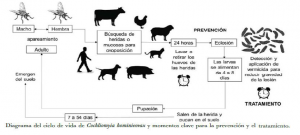 Compendio fotográfico del gusano barredor del ganado descripción de acontecimientos 2024 y futuro