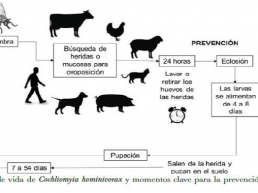 Compendio fotográfico del gusano barredor del ganado descripción de acontecimientos 2024 y futuro