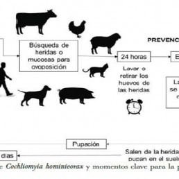 Compendio fotográfico del gusano barredor del ganado descripción de acontecimientos 2024 y futuro