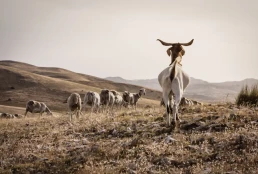 Ovejas y cabras, las mejores aliadas contra los incendios este verano
