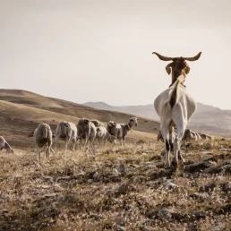 Ovejas y cabras, las mejores aliadas contra los incendios este verano