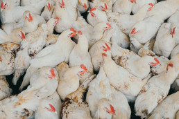 La avicultura industrial ha multiplicado por 100 la circulación de la bacteria que más diarreas causa