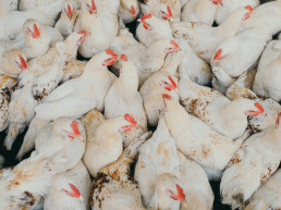 La avicultura industrial ha multiplicado por 100 la circulación de la bacteria que más diarreas causa