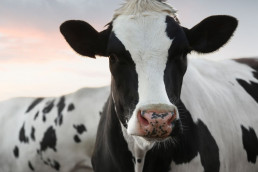 Disponible la documentación de la Mesa Sectorial Agraria de la Leche del 1 de julio
