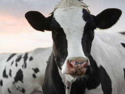 Disponible la documentación de la Mesa Sectorial Agraria de la Leche del 1 de julio
