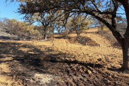 El ganado ecológico quemado en Villanueva podrá alimentarse con pienso no ecológico