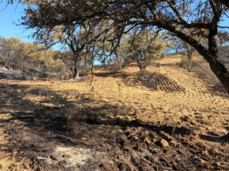 El ganado ecológico quemado en Villanueva podrá alimentarse con pienso no ecológico