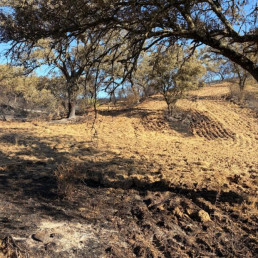 El ganado ecológico quemado en Villanueva podrá alimentarse con pienso no ecológico