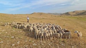 La UE reconoce que el ovino y caprino son clave para prevenir incendios y conservar la biodiversidad