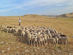 La UE reconoce que el ovino y caprino son clave para prevenir incendios y conservar la biodiversidad
