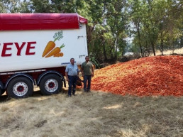 ASAJA Ávila canaliza envíos solidarios de zanahorias para el ganado afectado por los incendios