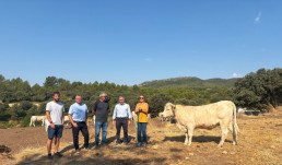 La Conserlleria de Agricultura apuesta por el vallado virtual para modernizar la ganadería extensiva y hacerla extensiva más rentable y competitiva