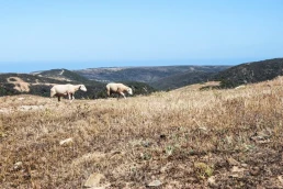 ASAJA-Jaén pide medidas urgentes de autoprotección frente a los incendios