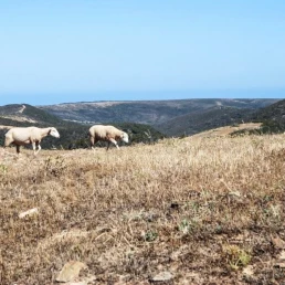 ASAJA-Jaén pide medidas urgentes de autoprotección frente a los incendios