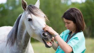La FVE informa de nuevas actualizaciones europeas en medicamentos veterinarios: cambios en la lista de sustancias esenciales para équidos.