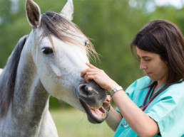 La FVE informa de nuevas actualizaciones europeas en medicamentos veterinarios: cambios en la lista de sustancias esenciales para équidos.