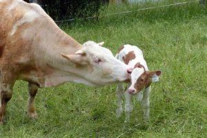 España lidera las aportaciones a la Red Europea de Bancos de Germoplasma