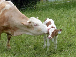 España lidera las aportaciones a la Red Europea de Bancos de Germoplasma