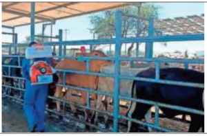 Apertura de frontera de EUA para ganado en pie por Sonora presencia GBGNM