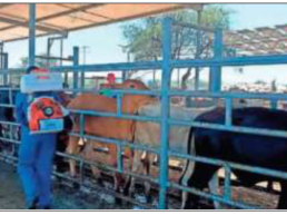 Apertura de frontera de EUA para ganado en pie por Sonora presencia GBGNM