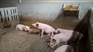 El sector ganadero español ha reducido sus emisiones de amoniaco un 17,6% en los últimos 20 años