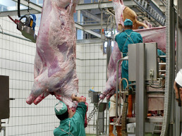 Los veterinarios de Castilla y León proponen a la Consejería de Sanidad mejoras en la formación de los profesionales que ejercen en mataderos