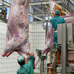 Los veterinarios de Castilla y León proponen a la Consejería de Sanidad mejoras en la formación de los profesionales que ejercen en mataderos