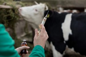 Amplia reforma de la Normativa Ganadera y de Bienestar Animal en la Comunitat Valenciana
