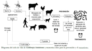 Gusano Barredor del Ganado del Nuevo Mundo 