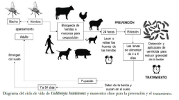 Gusano Barredor del Ganado del Nuevo Mundo 