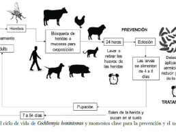 Gusano Barredor del Ganado del Nuevo Mundo 