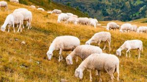 El ovino y caprino de carne pierde censo, explotaciones y consumo, mientras el cordero sostiene los precios