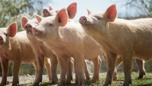 FEMOGA 2026 acogerá la XIX Jornada sobre Ganado Porcino Siglo XXI