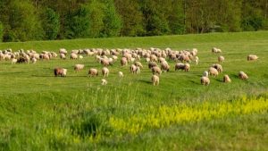 Date de alta y recibe nuestro 👉🏼 Diario Digital AXÓN INFORMAVET ONE HEALTH  Date de alta y recibe nuestro 👉🏼 Boletín Digital de Foro Agro Ganadero  Noticias animales de compañía  Noticias animales de producción  Trabajos técnicos animales de producción  Trabajos técnicos animales de compañía  —